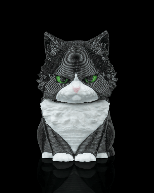 CatPacks - Maine Coon