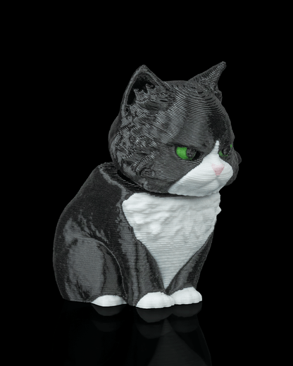 CatPacks - Maine Coon